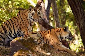 wildlife conservation in india